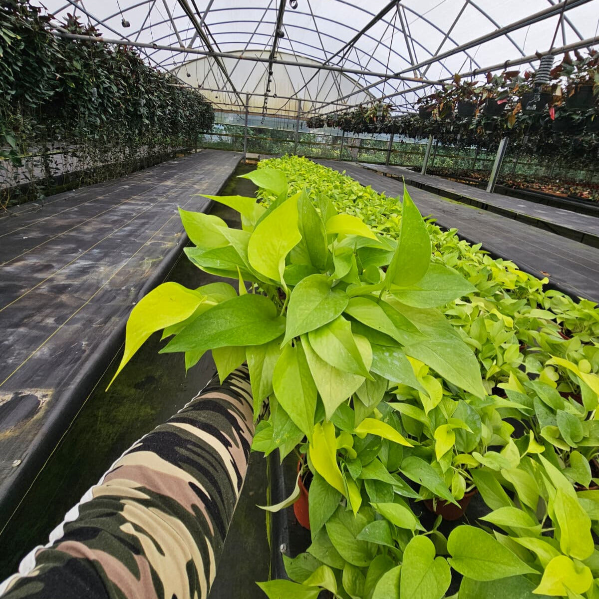 6” Pothos Neon