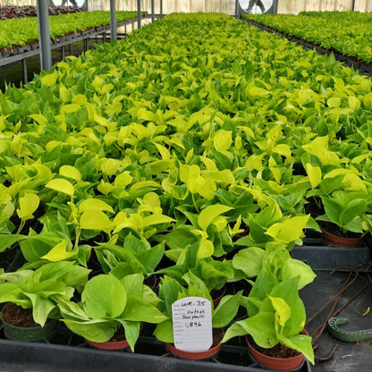 4” Pothos Sao Paulo (PP37025)