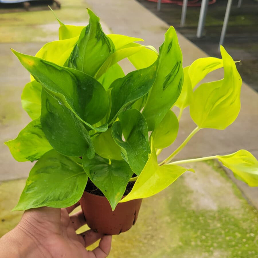 4” Pothos Sao Paulo (PP37025)