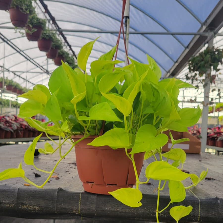 8” Pothos Sao Paulo (PP37025)