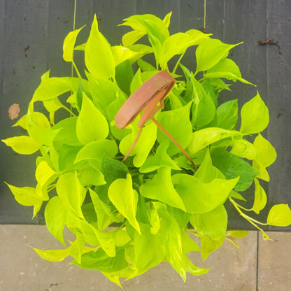 8” Pothos Sao Paulo (PP37025)