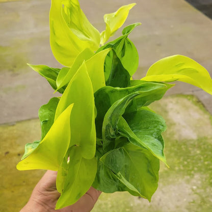 4” Pothos Sao Paulo (PP37025)