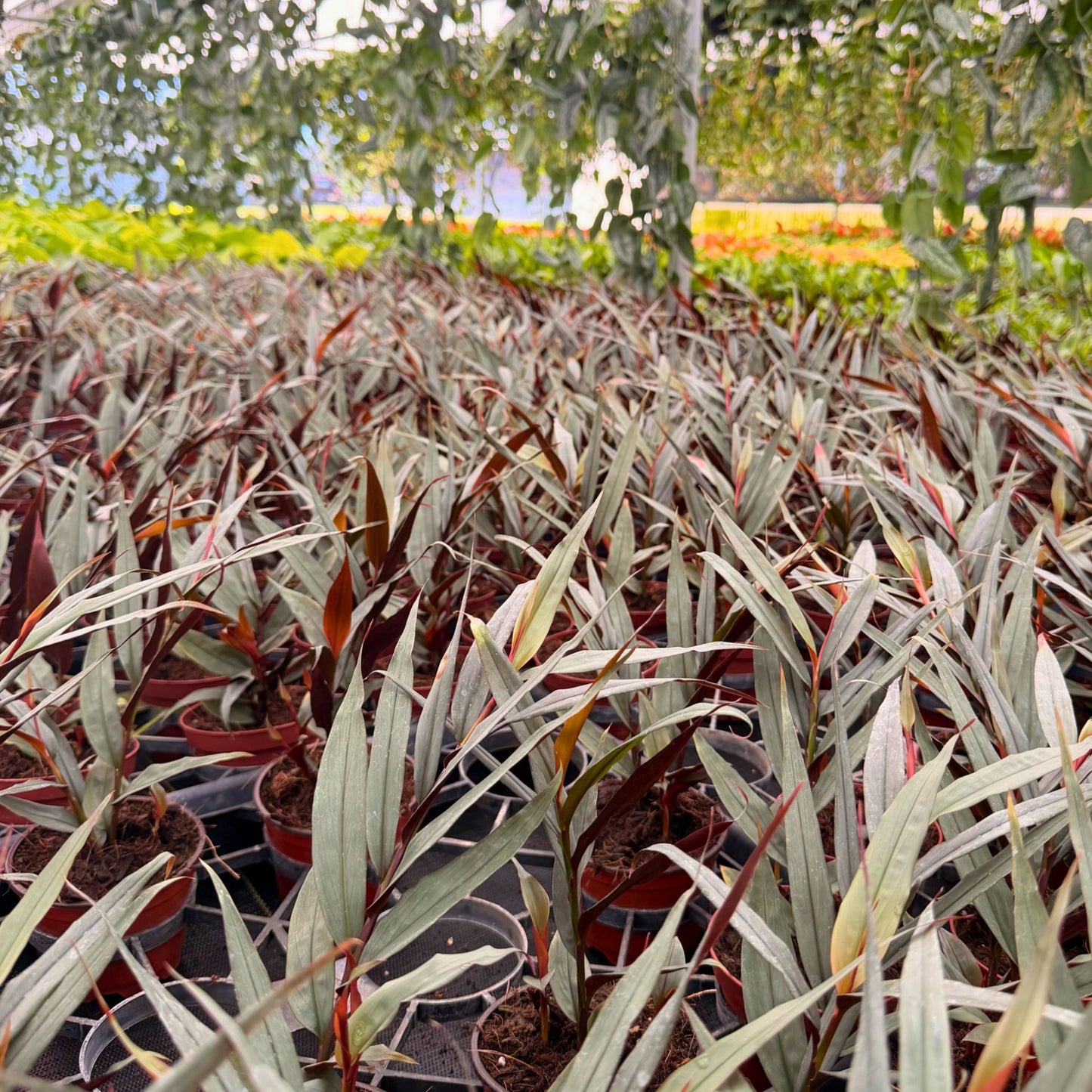 4” Red Bamboo Ginger