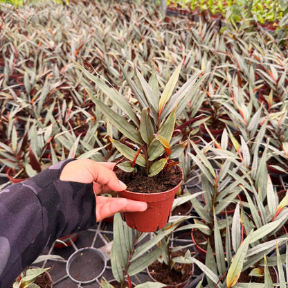4” Red Bamboo Ginger
