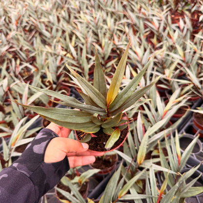 4” Red Bamboo Ginger