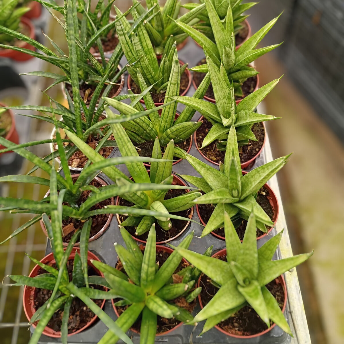 4" Sansevieria Assortment