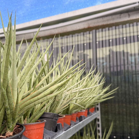 4" Sansevieria Bacularis Mikado