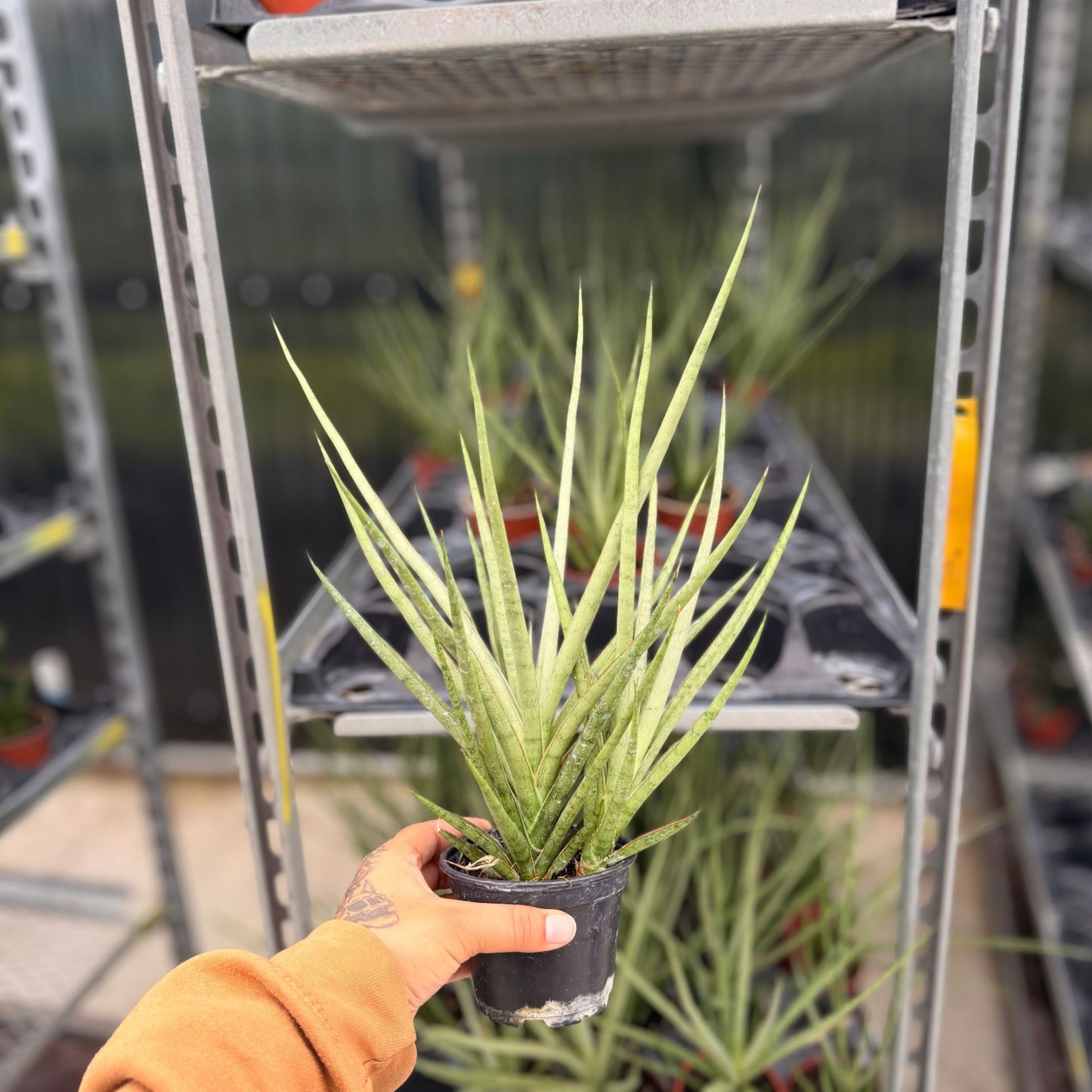 4" Sansevieria Bacularis Mikado