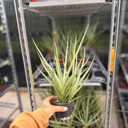 4" Sansevieria Bacularis Mikado