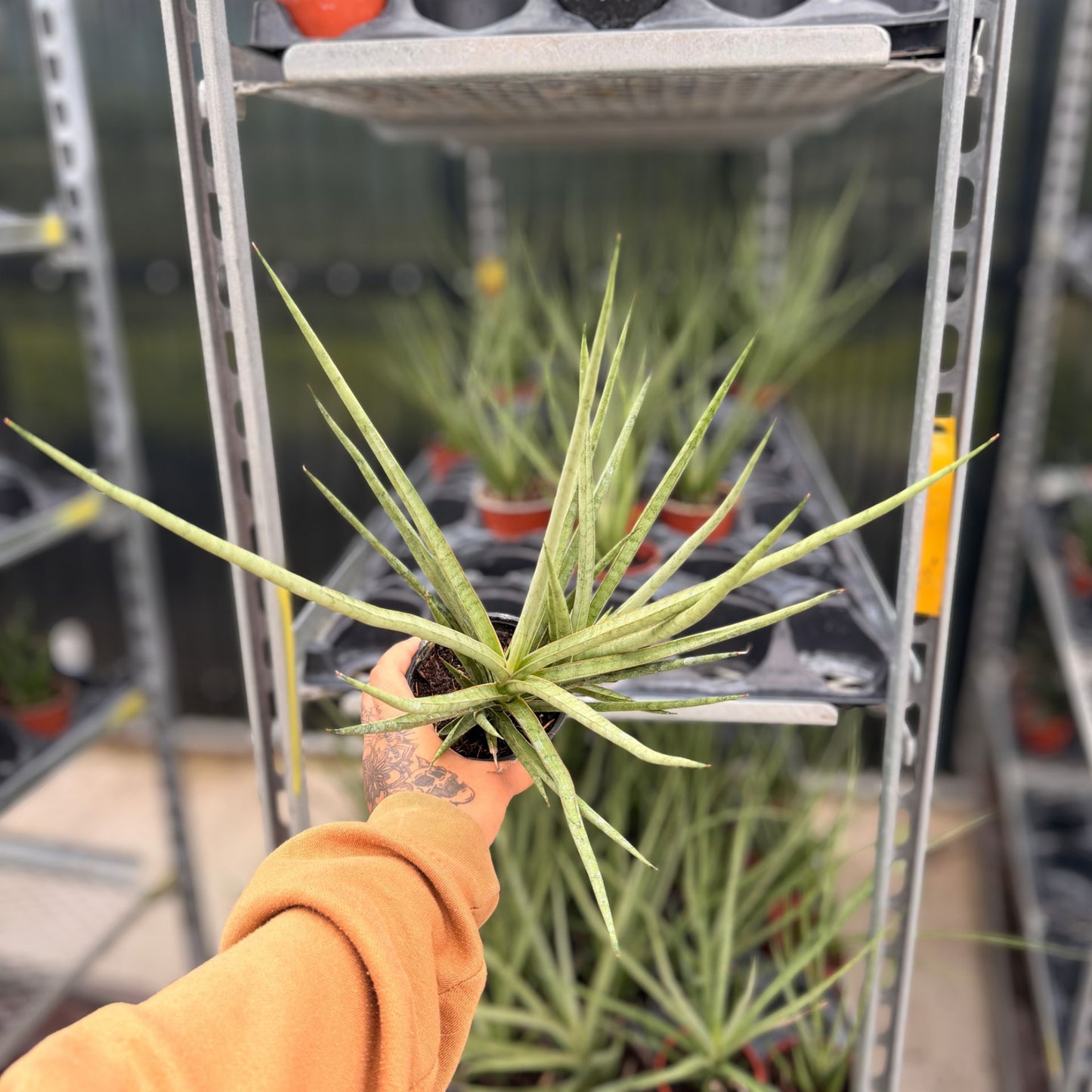 4" Sansevieria Bacularis Mikado