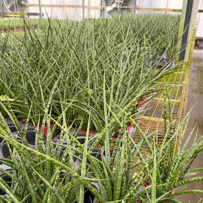 4" Sansevieria Fernwood