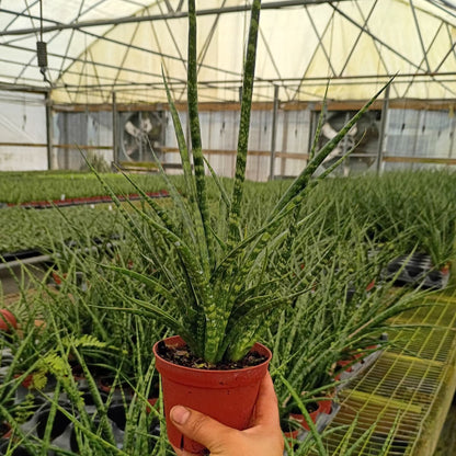 4" Sansevieria Fernwood