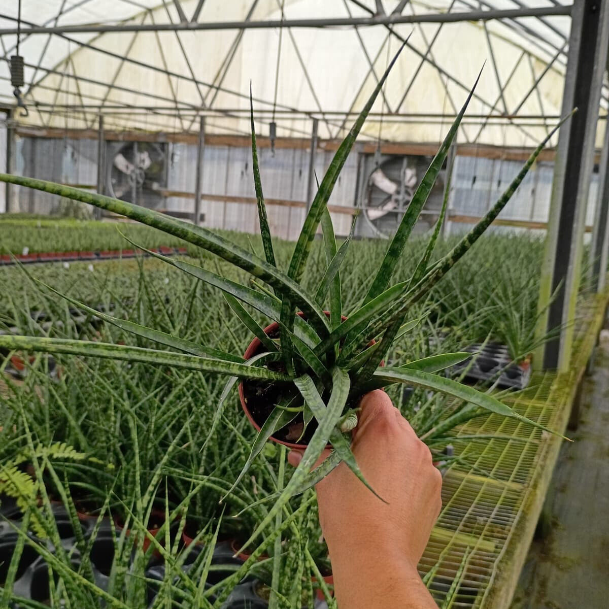 4" Sansevieria Fernwood