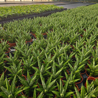 4" Sansevieria Green Tower