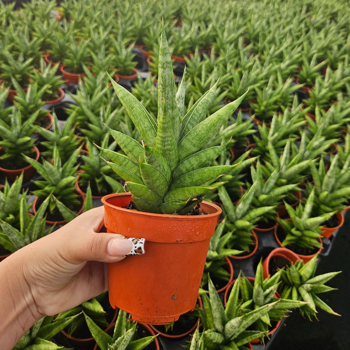 4" Sansevieria Green Tower