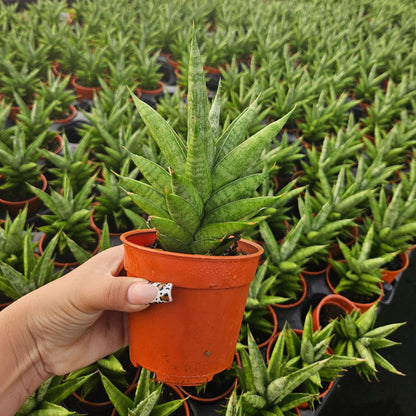 4" Sansevieria Green Tower