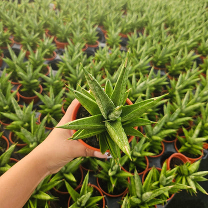 4" Sansevieria Green Tower