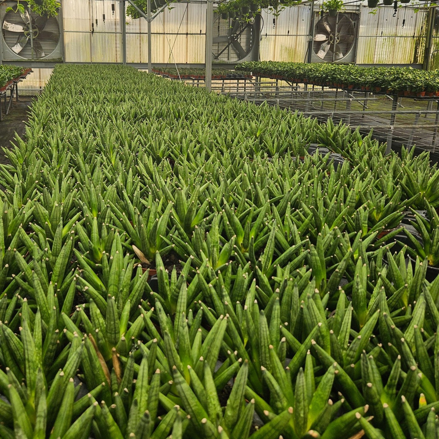 4" Sansevieria Hedgehog