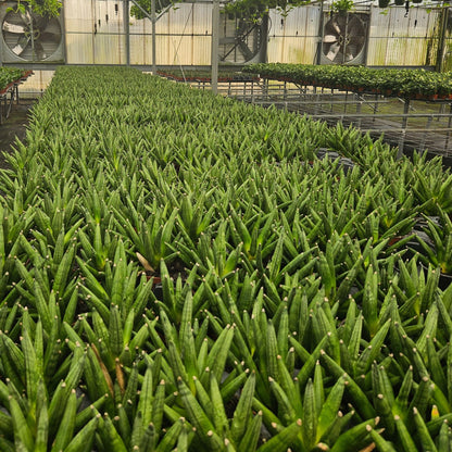 4" Sansevieria Hedgehog