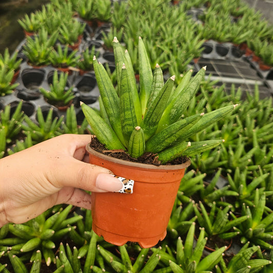 4" Sansevieria Hedgehog