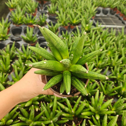 4" Sansevieria Hedgehog