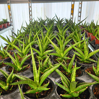 4" Sansevieria Hybrid Prabu