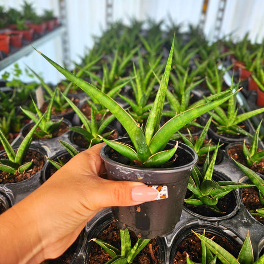 4" Sansevieria Hybrid Prabu
