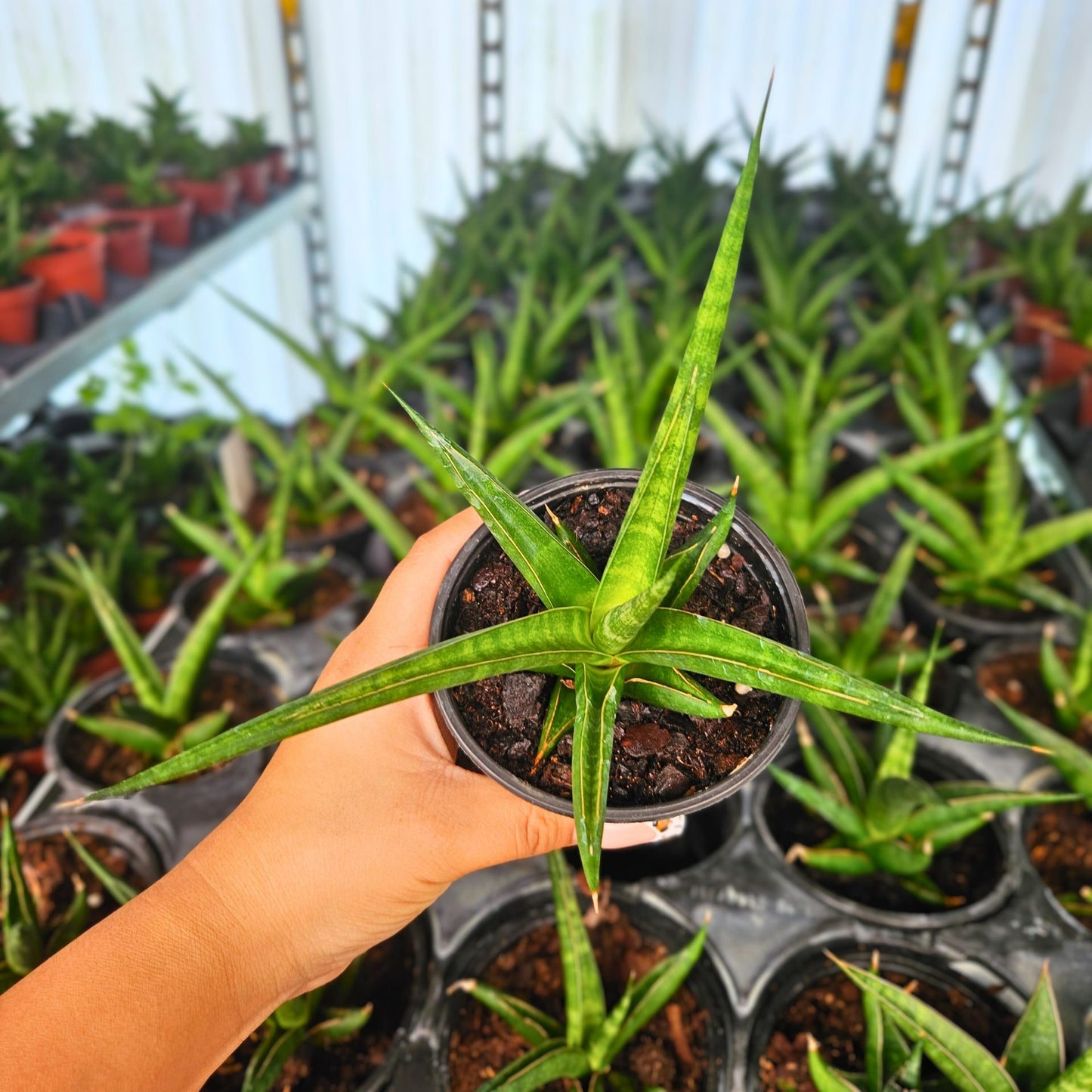4" Sansevieria Hybrid Prabu
