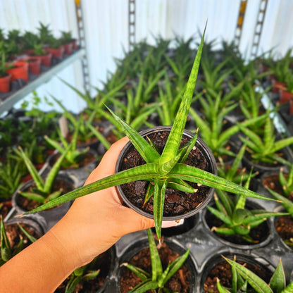 4" Sansevieria Hybrid Prabu