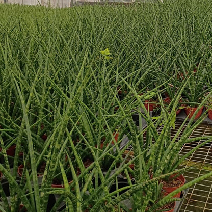 4" Sansevieria Mikado