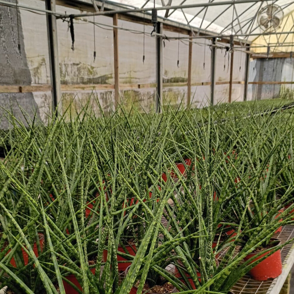6" Sansevieria Mikado