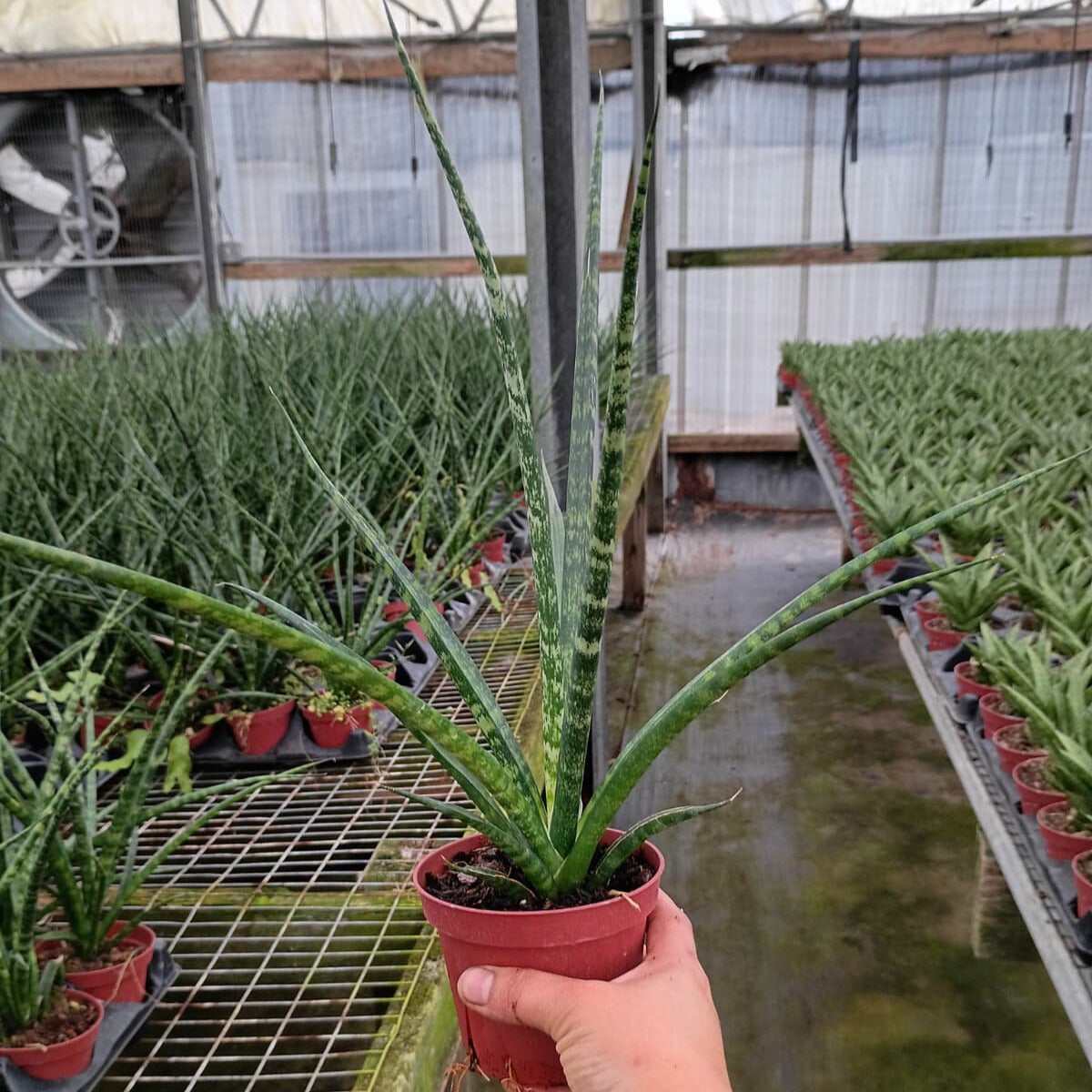 4" Sansevieria Mikado