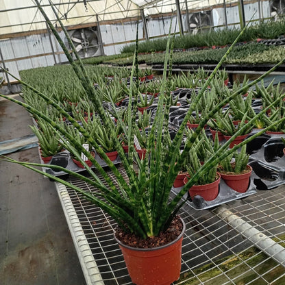 6" Sansevieria Mikado