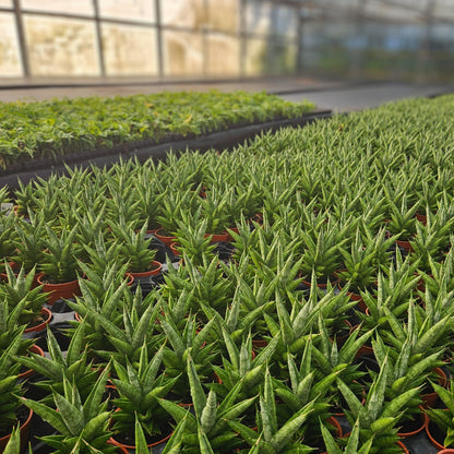 4" Sansevieria Pagoda Green
