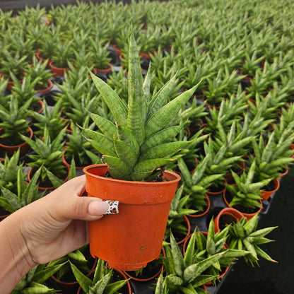 4" Sansevieria Pagoda Green