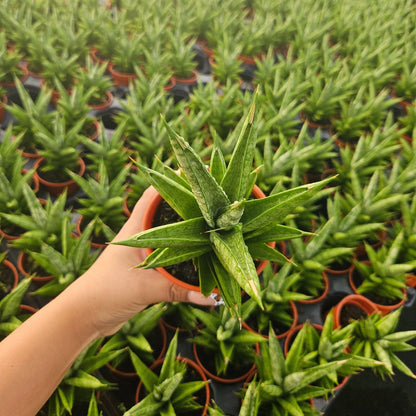 4" Sansevieria Pagoda Green