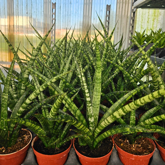 4" Sansevieria Tiger Crown