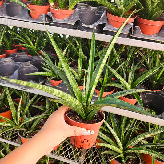 4" Sansevieria Tiger Crown