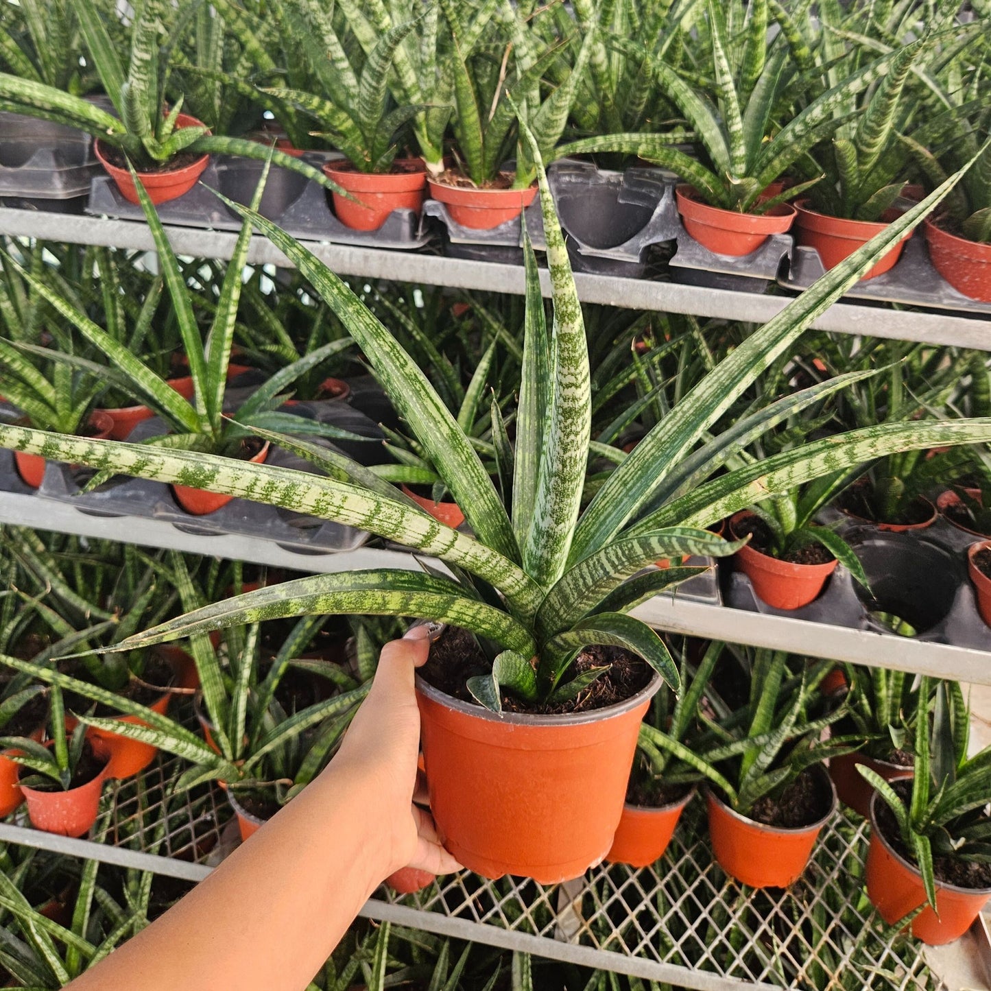 6" Sansevieria Tiger Crown