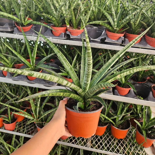 6" Sansevieria Tiger Crown