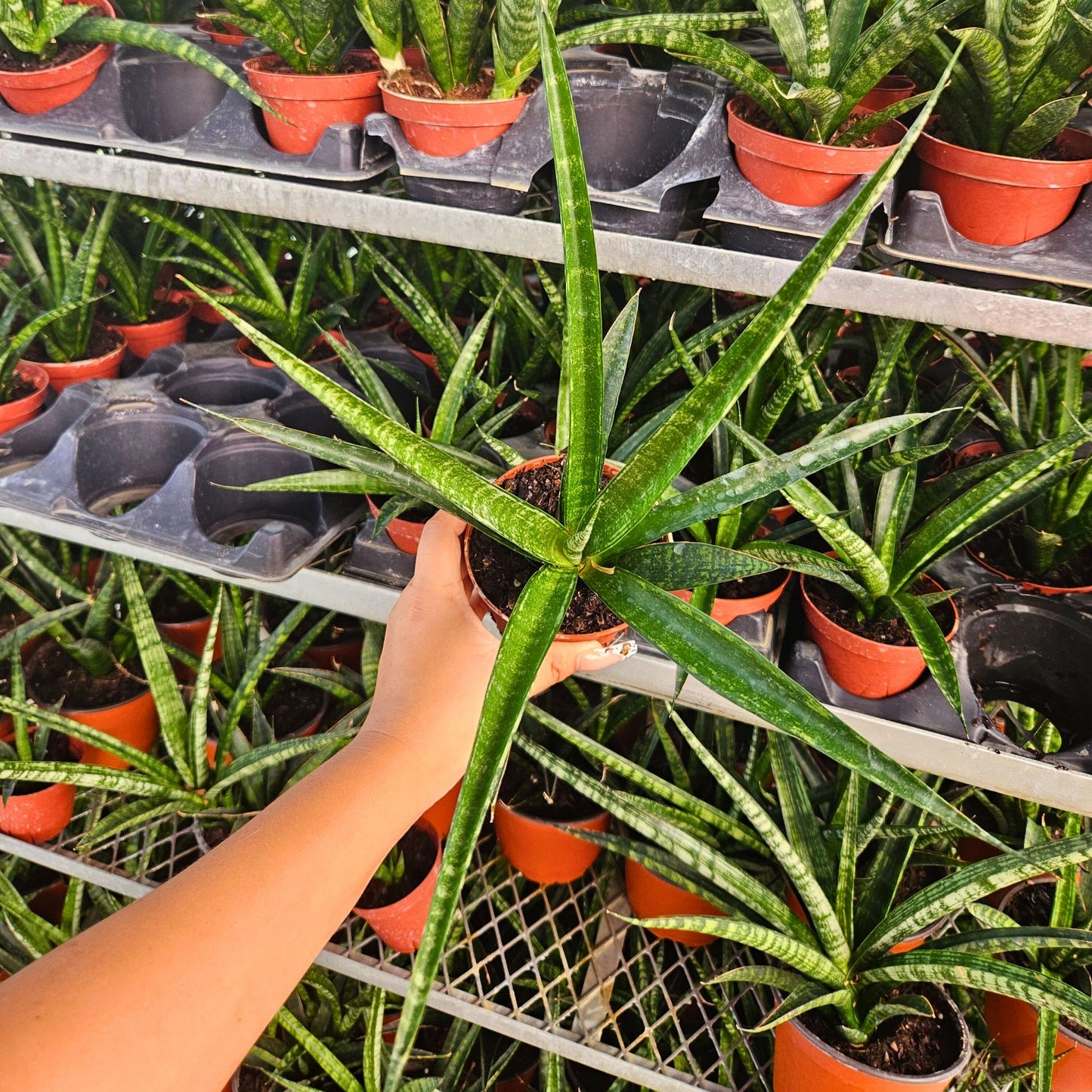 4" Sansevieria Tiger Crown