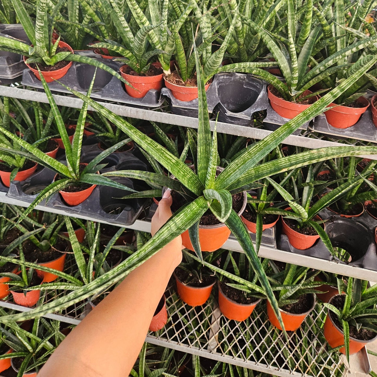 6" Sansevieria Tiger Crown