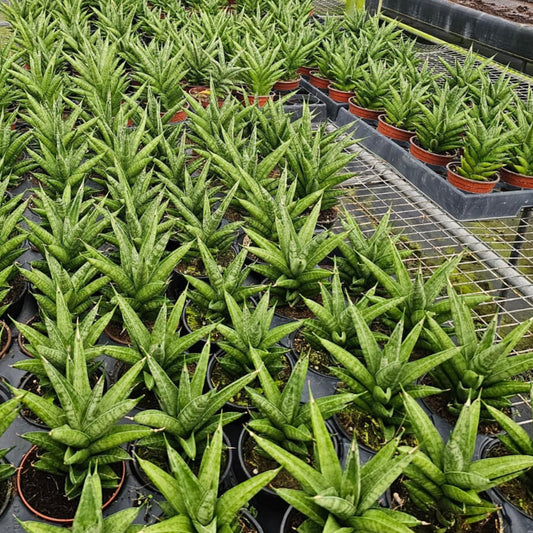 4" Sansevieria Tower Thai