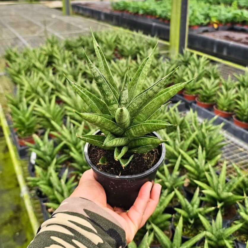 4" Sansevieria Tower Thai