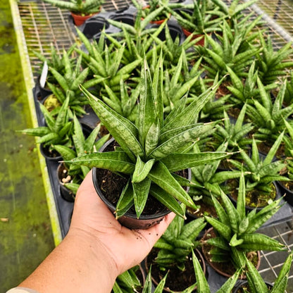 4" Sansevieria Tower Thai