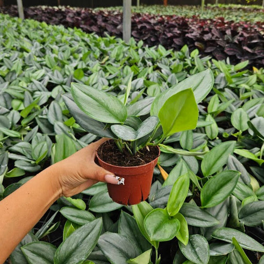 4” Scindapsus Treubii Moonlight