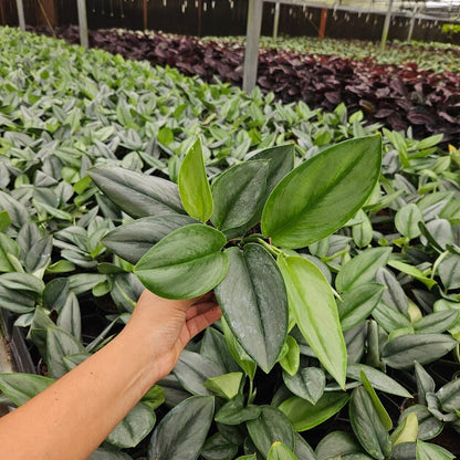 4” Scindapsus Treubii Moonlight