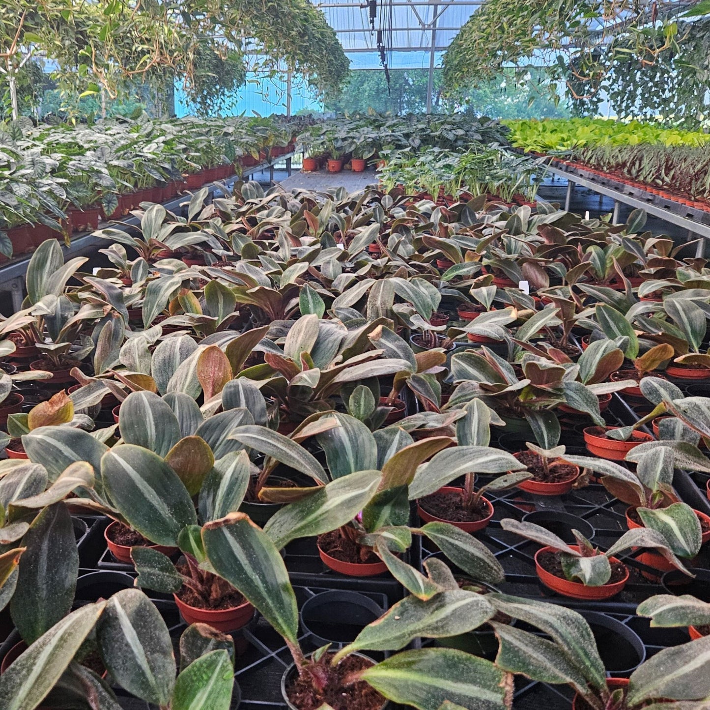 4” Siderasis Fuscata