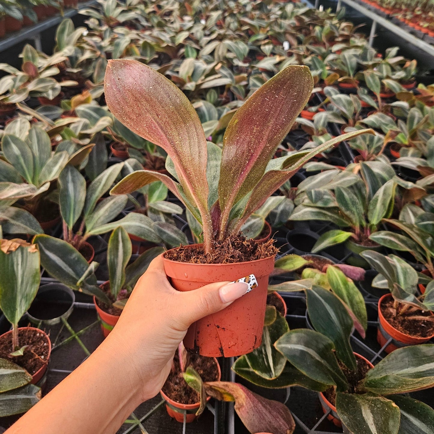 4” Siderasis Fuscata