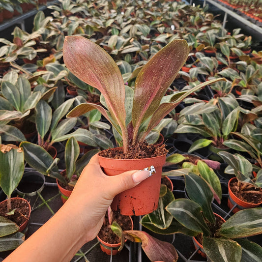 4” Siderasis Fuscata